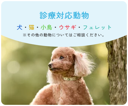 診療対応動物 犬・猫・小鳥・ウサギ・フェレット※その他の動物についてはご相談ください。