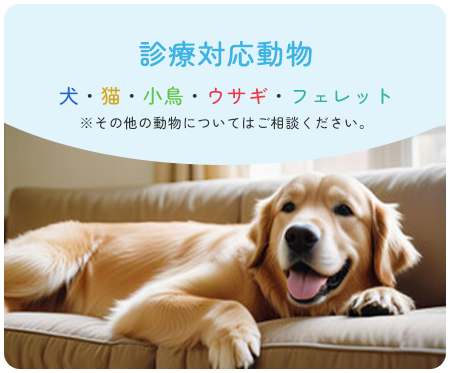 診療対応動物 犬・猫・小鳥・ウサギ・フェレット※その他の動物についてはご相談ください。
