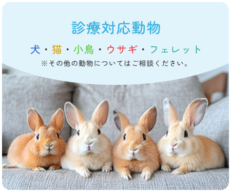 診療対応動物 犬・猫・小鳥・ウサギ・フェレット※その他の動物についてはご相談ください。