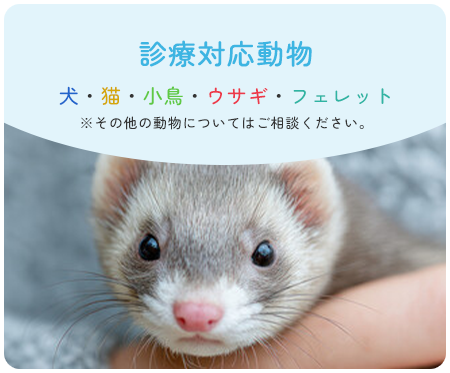 診療対応動物 犬・猫・小鳥・ウサギ・フェレット※その他の動物についてはご相談ください。