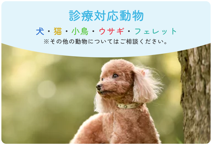 診療対応動物 犬・猫・小鳥・ウサギ・フェレット※その他の動物についてはご相談ください。