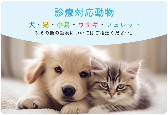 診療対応動物 犬・猫・小鳥・ウサギ・フェレット※その他の動物についてはご相談ください。