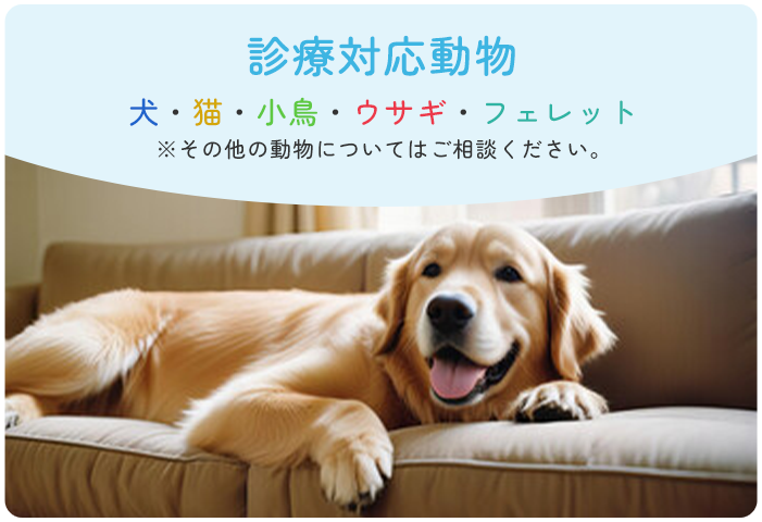 診療対応動物 犬・猫・小鳥・ウサギ・フェレット※その他の動物についてはご相談ください。