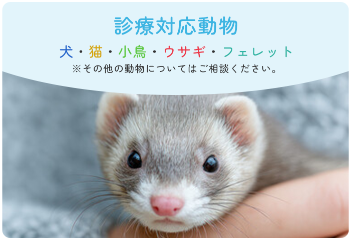 診療対応動物 犬・猫・小鳥・ウサギ・フェレット※その他の動物についてはご相談ください。